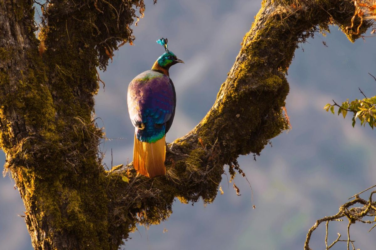 birding-chopta (2)