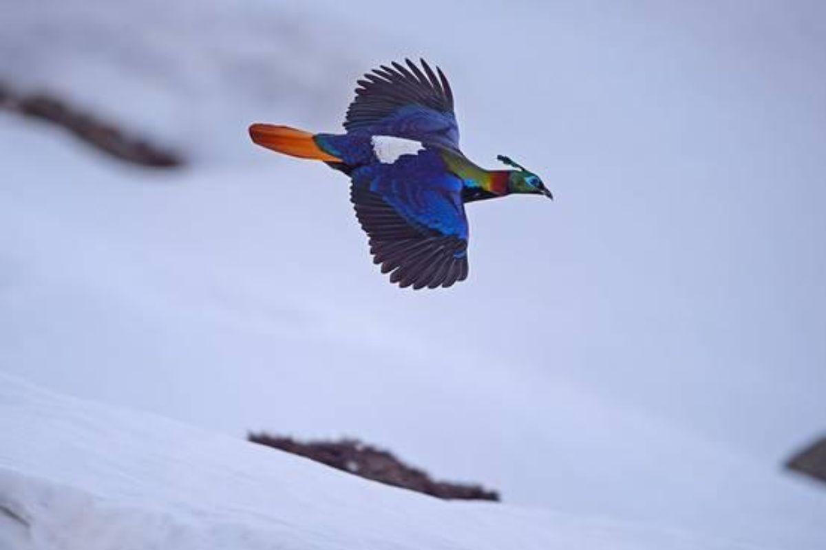 birding-chopta (3)