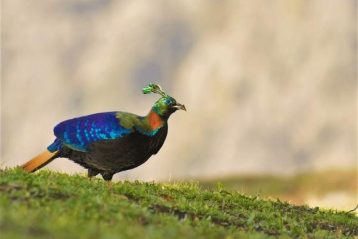 birding-chopta (4)