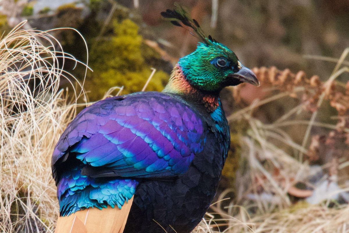 birding-chopta (5)