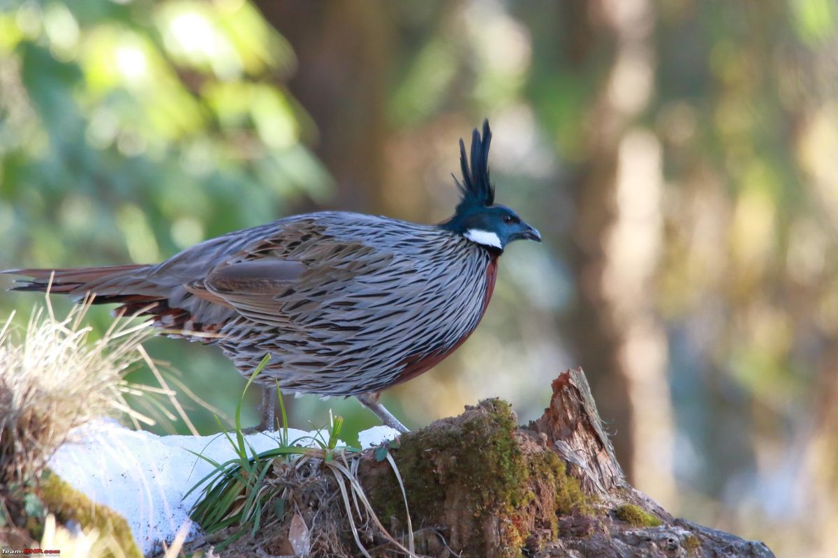 birding-chopta