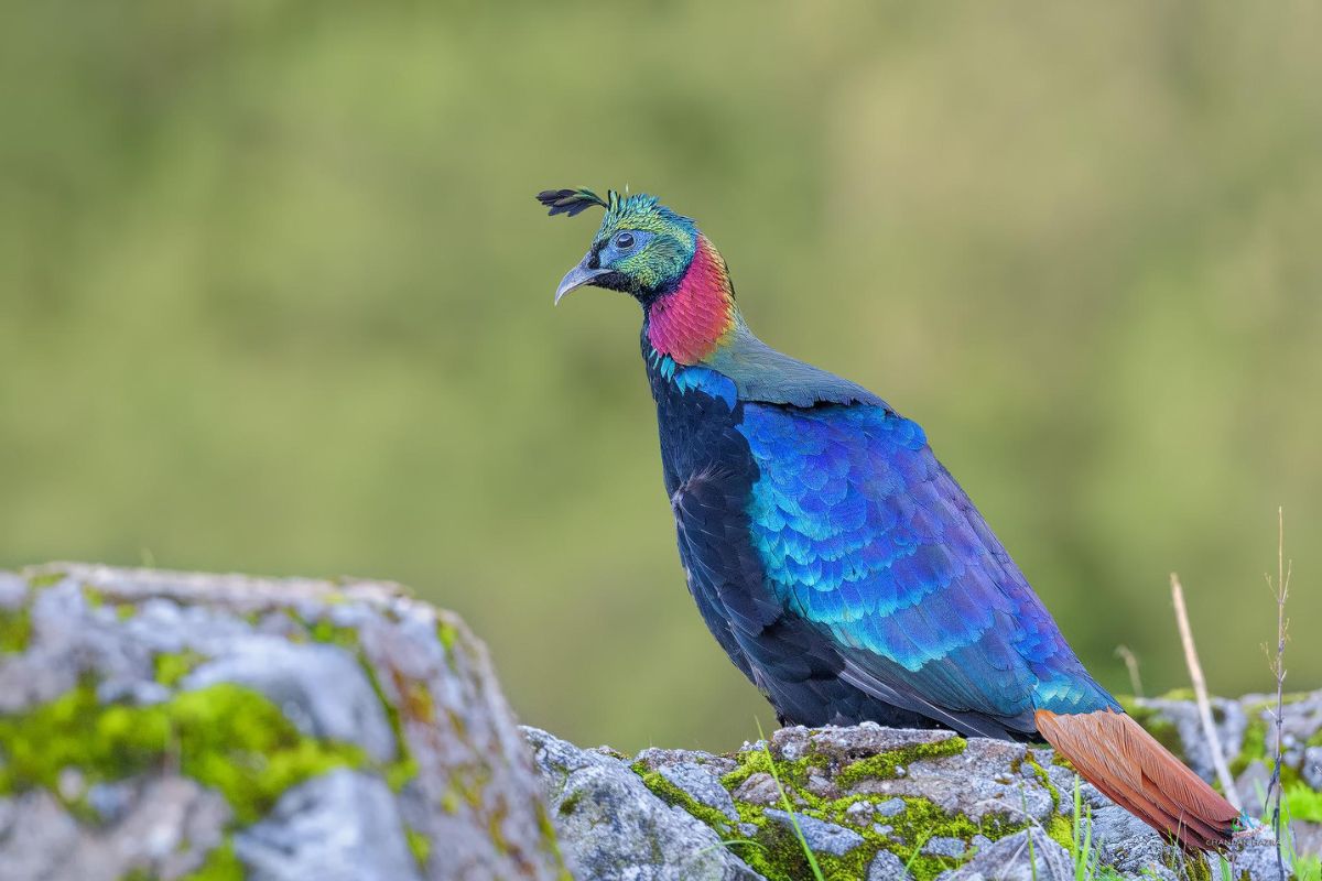 birding-tour (2)