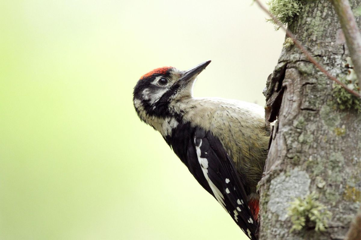 birding-tour (3)