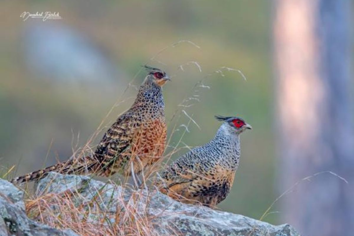 birding-tour (5)