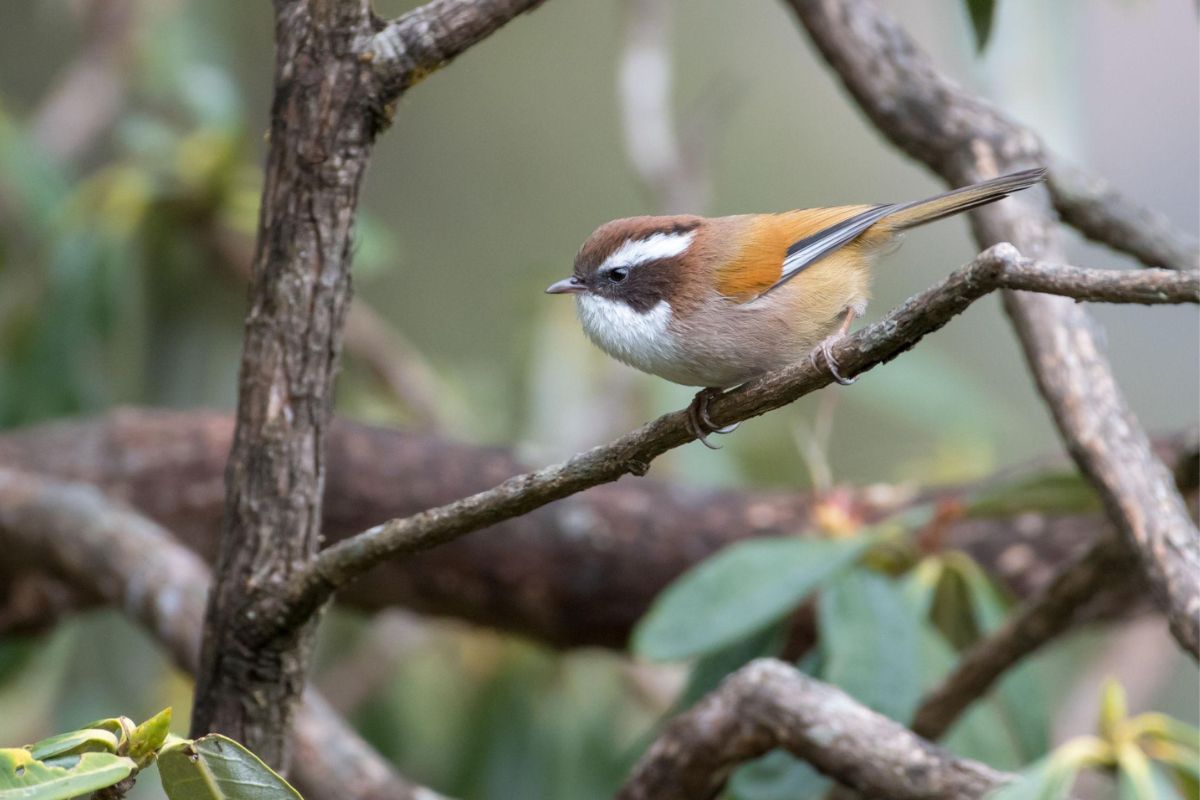 birding-tour (6)