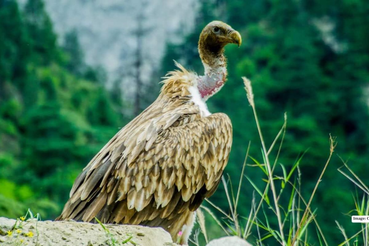 birding-tour (7)