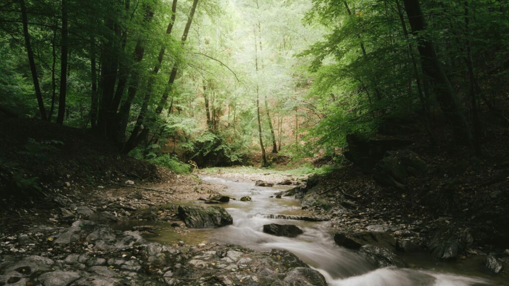 Lush Green Forests