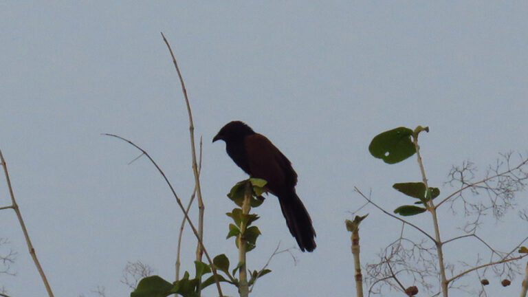 Pawalgarh-bird-1.jpg