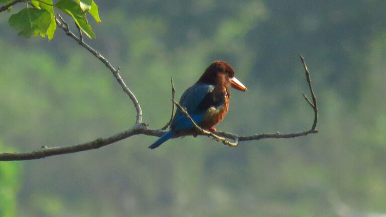 Pawalgarh-bird-3.jpg