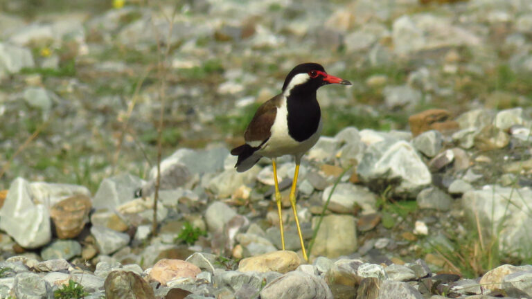 Pawalgarh-bird-4.jpg