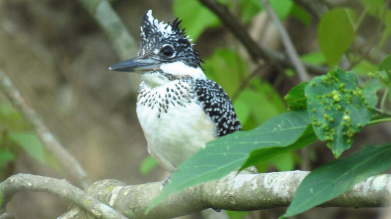 Pawalgarh-bird-6.jpg