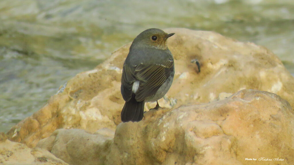 Rishikesh-Bird-10.jpg