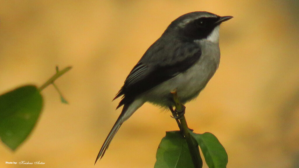 Rishikesh-Bird-11.jpg