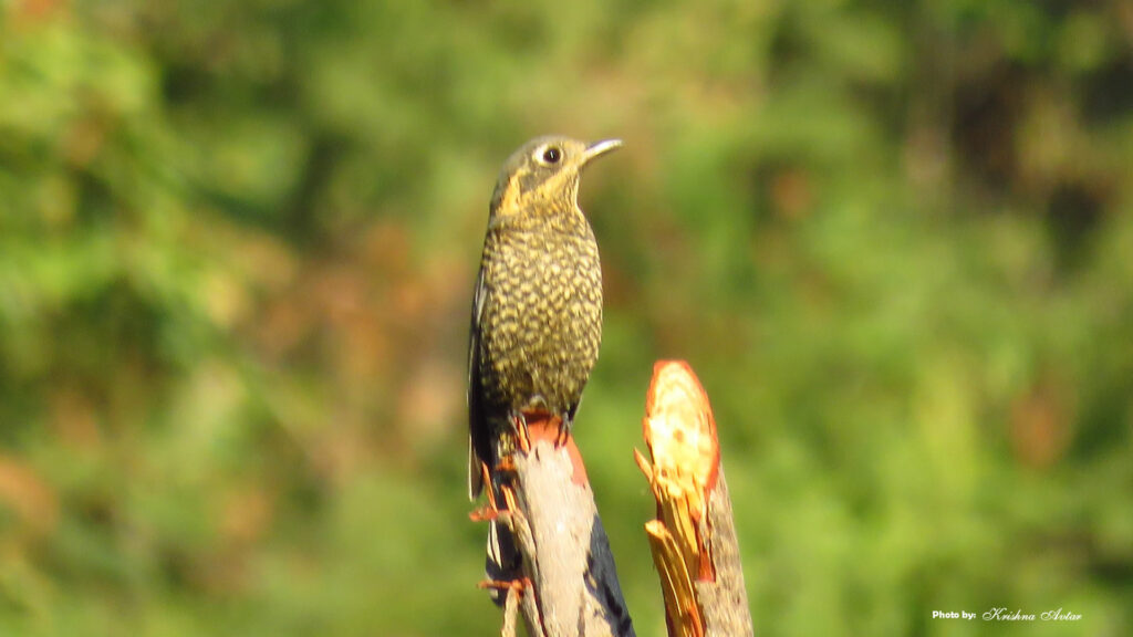 Rishikesh-Bird-21.jpg