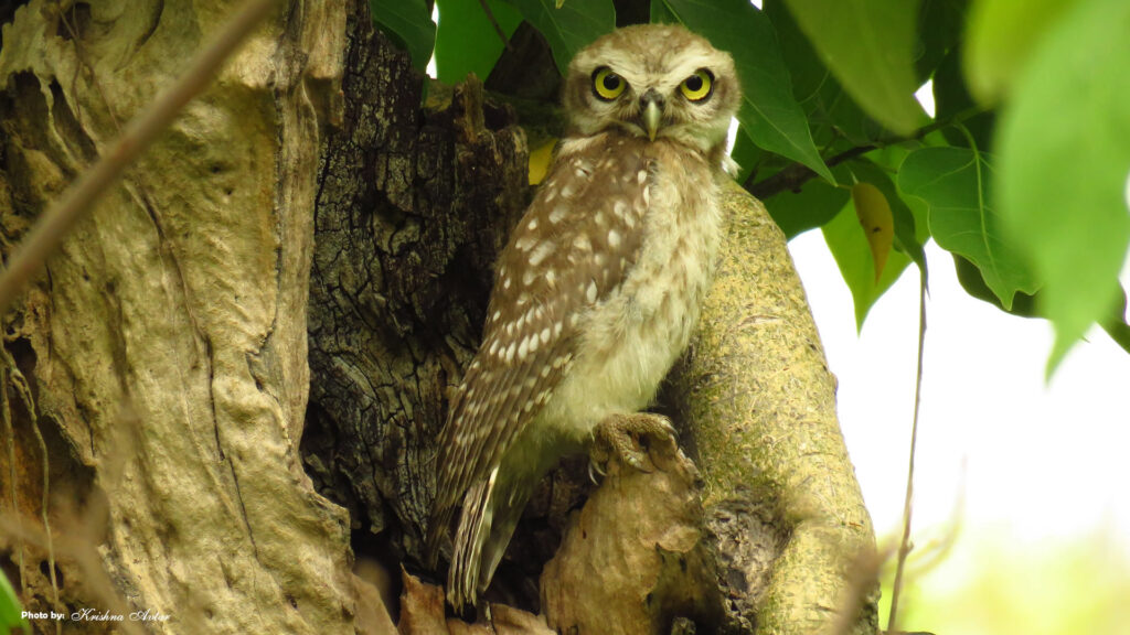 Rishikesh-Bird-23.jpg