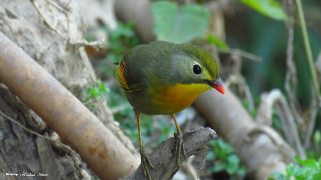 Rishikesh-Bird-26.jpg