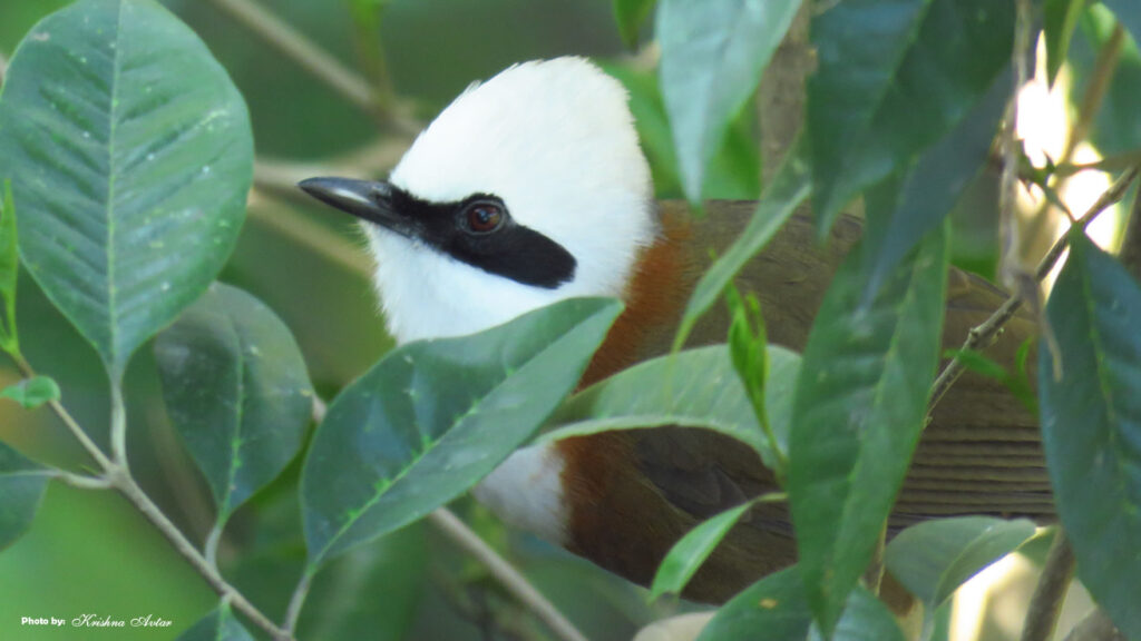 Rishikesh-Bird-28.jpg