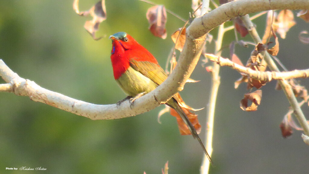 Rishikesh-Bird-30.jpg