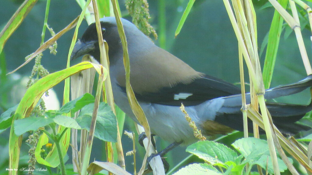 Rishikesh-Bird-41.jpg