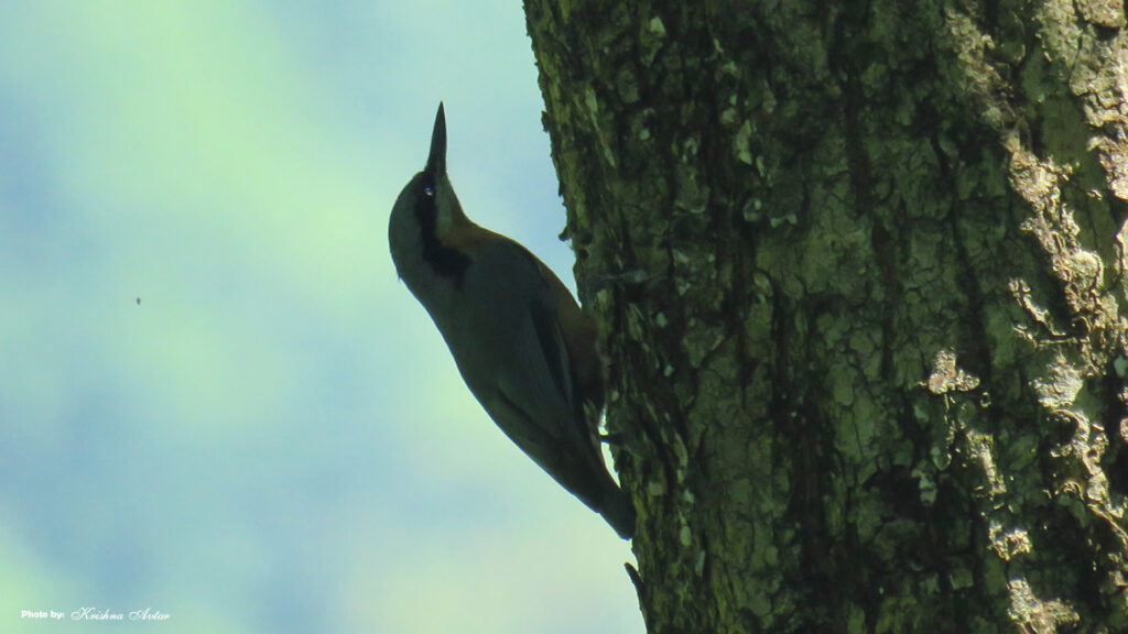 Rishikesh-Bird-43.jpg