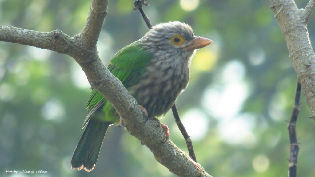 Rishikesh-Bird-44.jpg