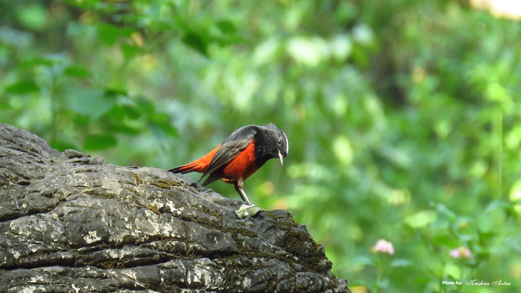 Rishikesh-Bird-5.jpg