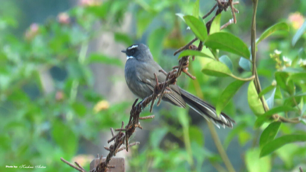 Rishikesh-Bird-7.jpg