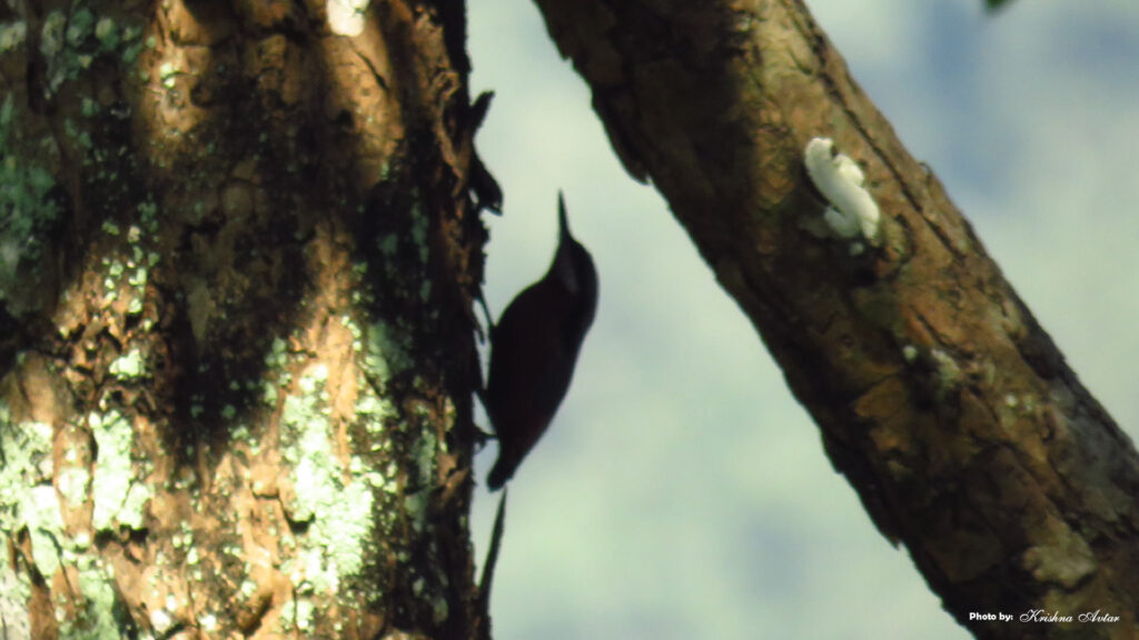 Rishikesh-Bird-8.jpg