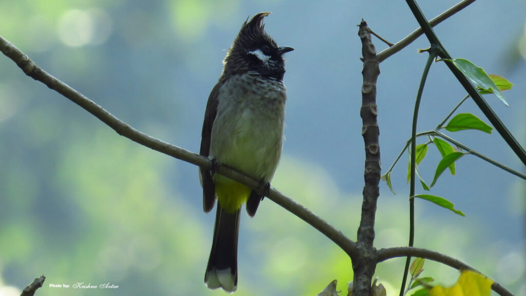 Rishikesh-Bird-9.jpg