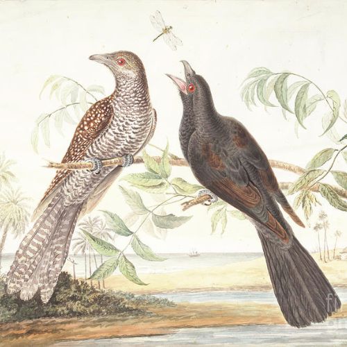 asian-koel