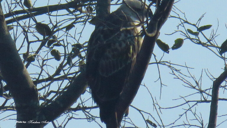 changeable-hawk-eagle.jpg