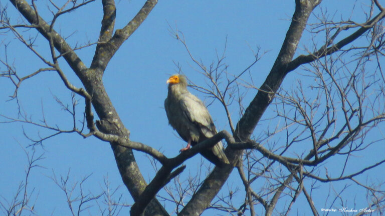 egyptian-vulture.jpg