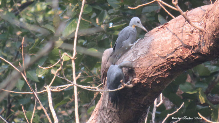 great-slaty-woodpecker-2-family.jpg