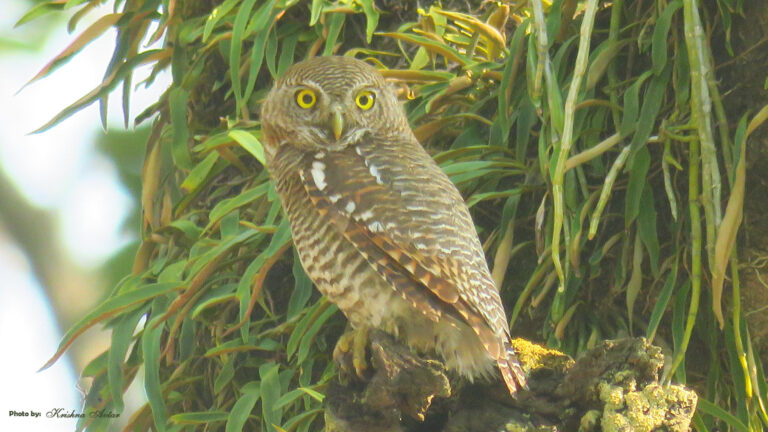 jungle-owlet.jpg