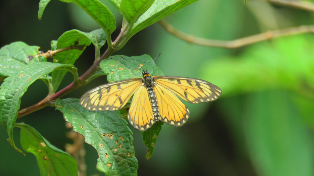 kunjapuri-nature-photography