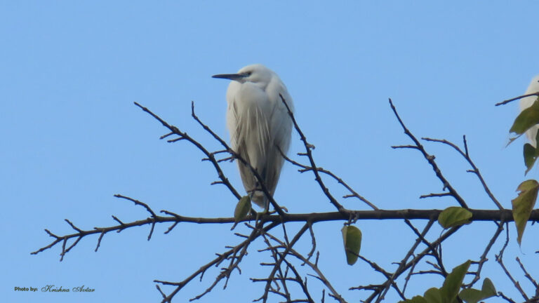 little-egret.jpg