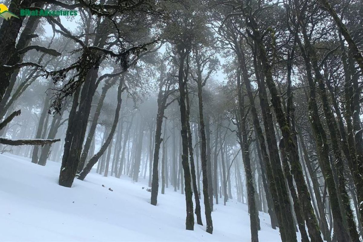 nagtibba (6)
