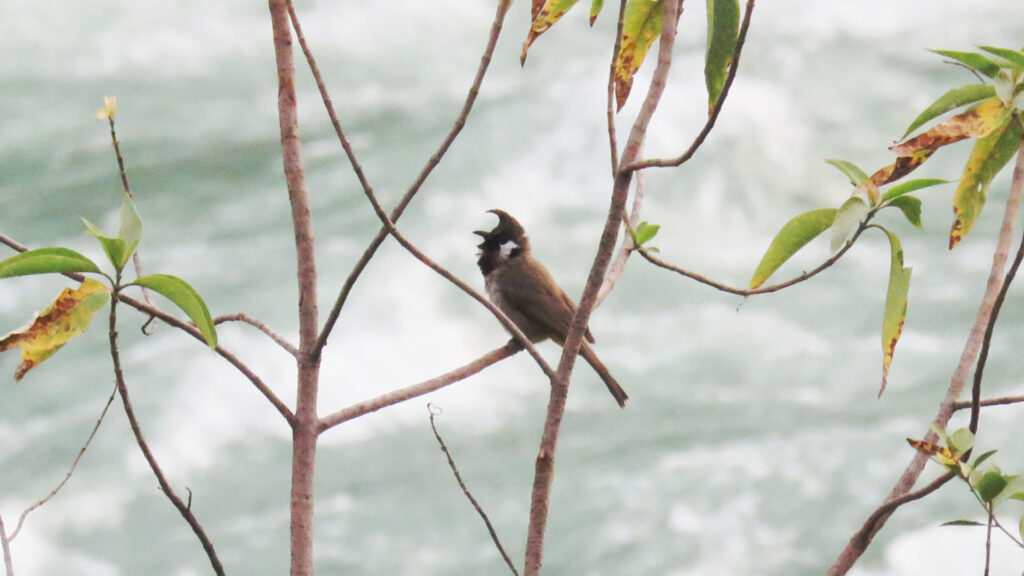 patna-water-fall-birds