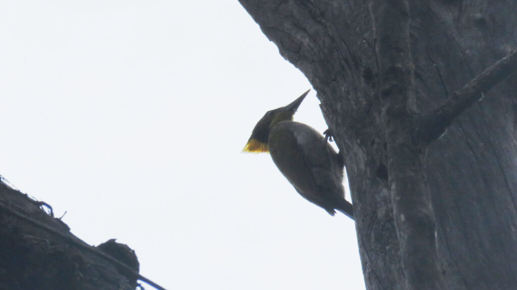 patna-water-fall-birds.