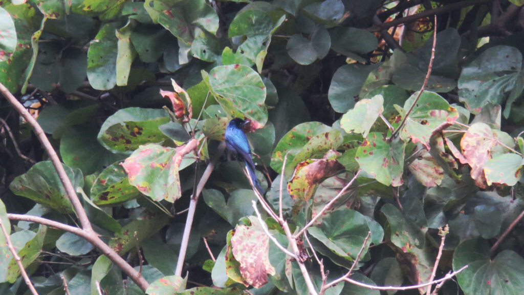 patna-water-fall-birds