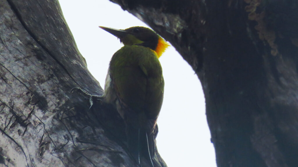 patna-water-fall-birds.jpg