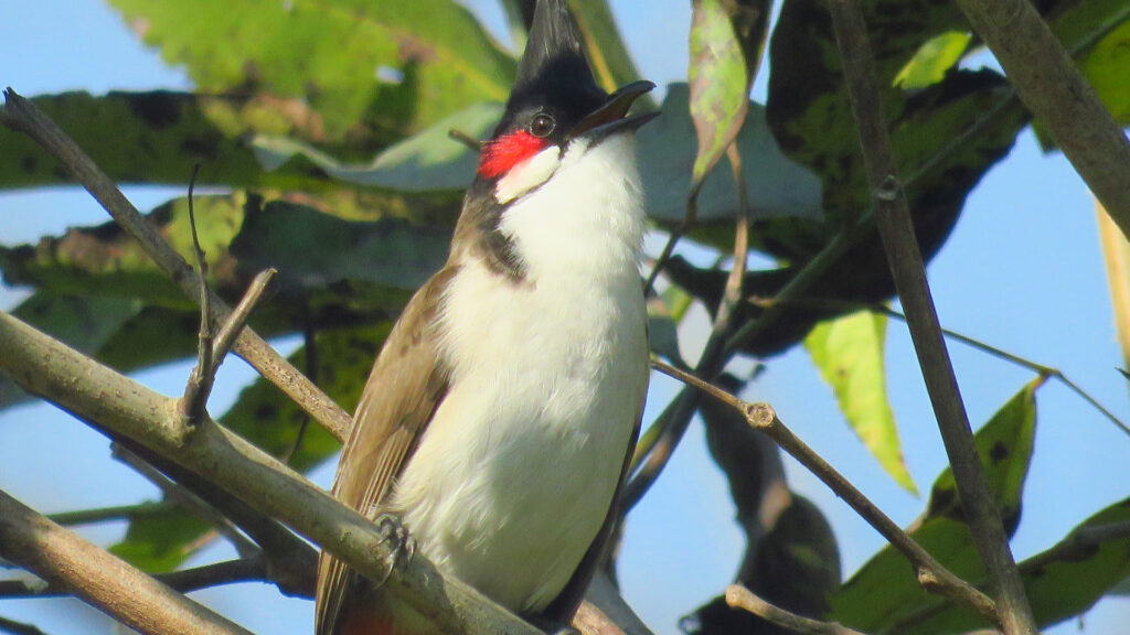 rajaji-bird18.jpg