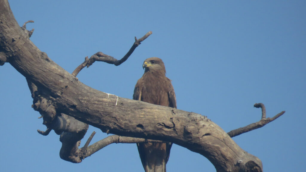 rajaji-bird19.jpg