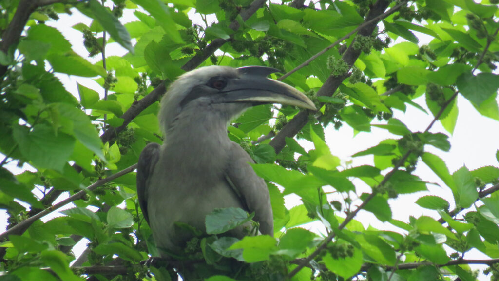 rajaji-bird2.jpg