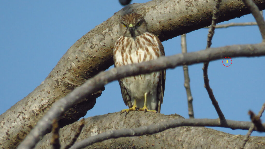 rajaji-bird34.jpg