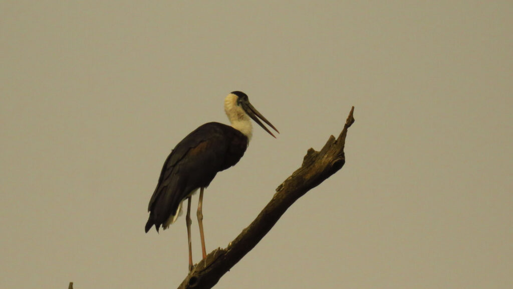 rajaji-bird37.jpg