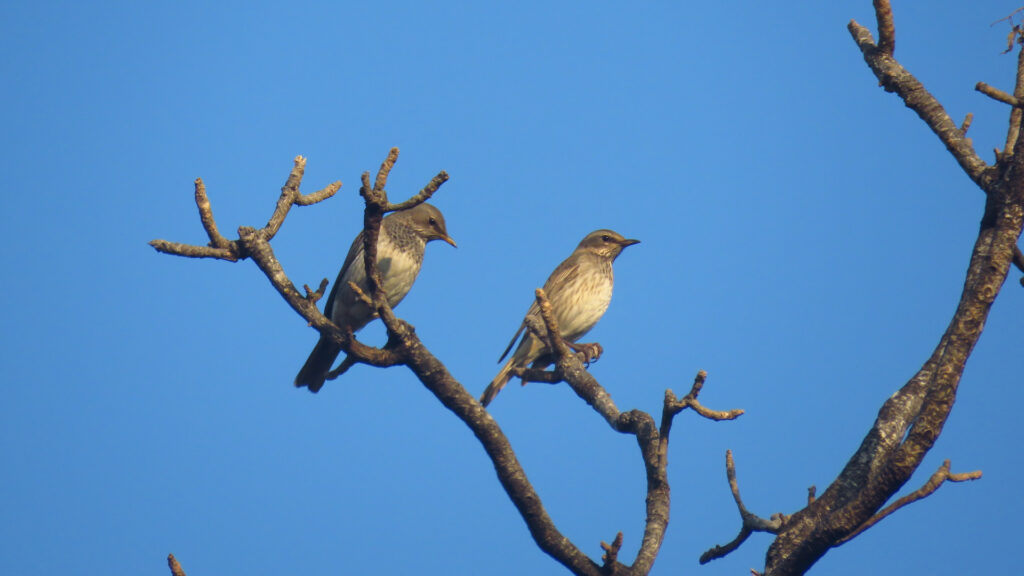 rajaji-bird5.jpg