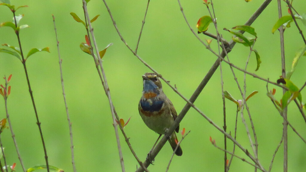 rajaji-bird6.jpg