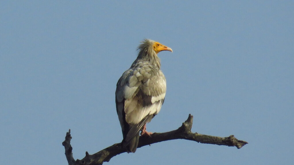 rajaji-bird8.jpg