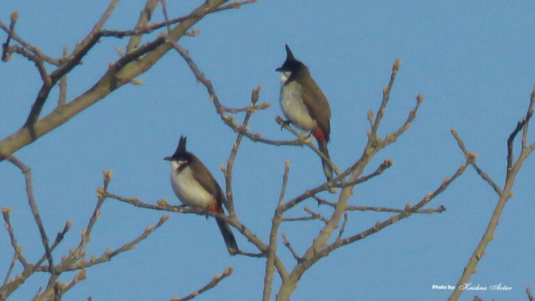 red-whiskered-bulbul.jpg